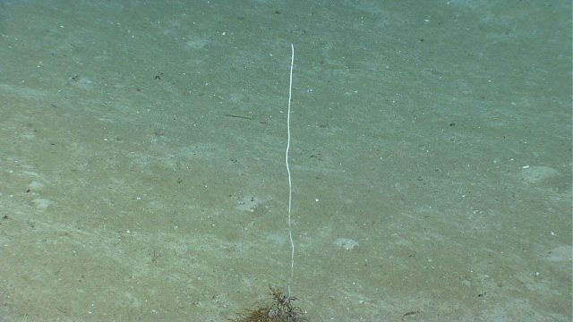 A bamboo whip coral on a sediment bottom. Picture