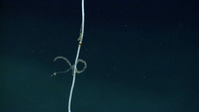 A small translucent brittle star on a bamboo whip coral. Picture
