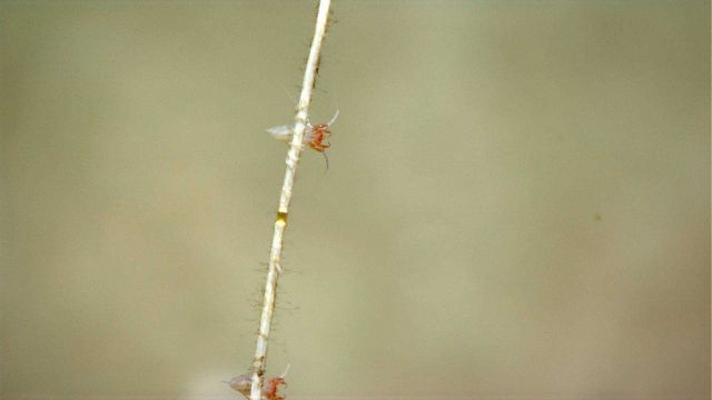 Small arthropods (shrimp? amphipods?) on a dead bamboo whip coral. Picture
