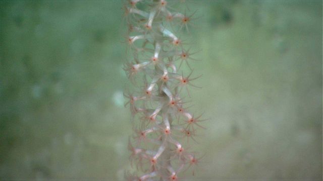 A healthy bamboo coral with polyps extended. Picture