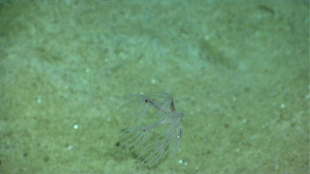 Large polyps of an umbellula coral on a seemingly improbable thin stalk. Picture