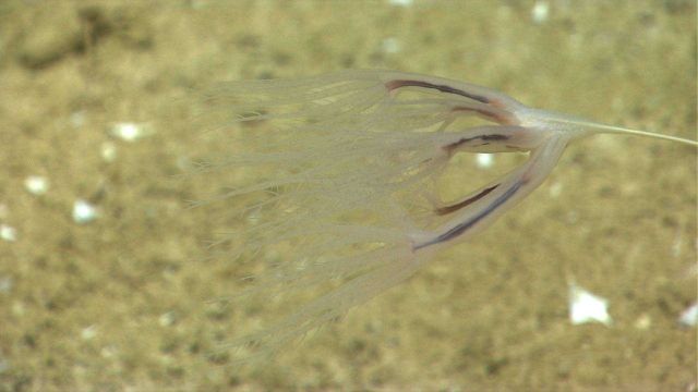 Umbellula sp Picture