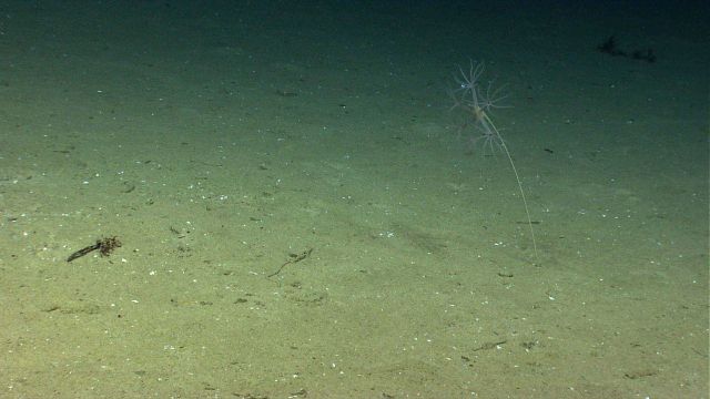 Umbellula sp Picture