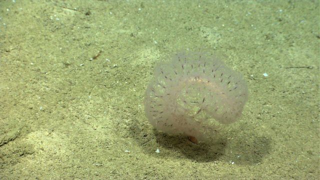 A beautiful question mark pen coral with polyps extended. Picture