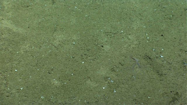 A barely visible umbellula coral. Picture