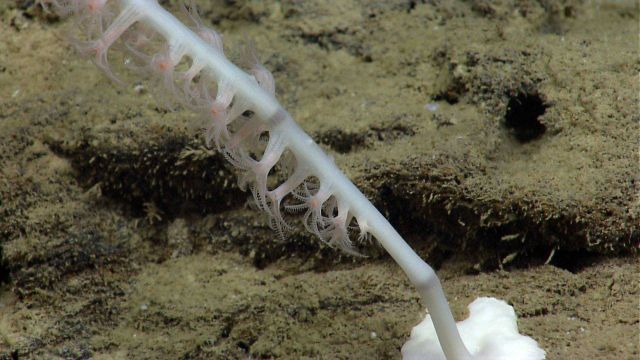 The base of a white bamboo whip coral. Picture
