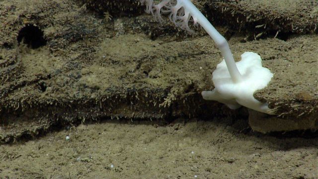 The base of a white bamboo whip coral. Picture