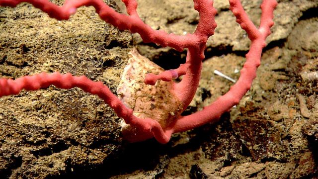 The base of a small Paragorgia sp Picture