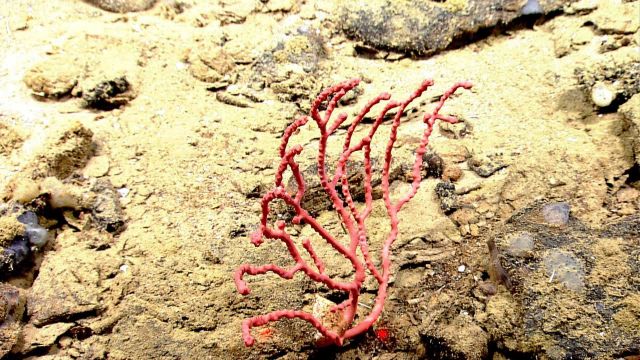 A small Paragorgia sp Picture