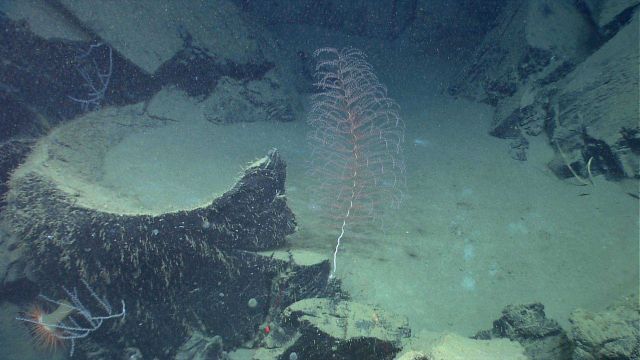 A spiraling Iridogorgia coral bush. Picture