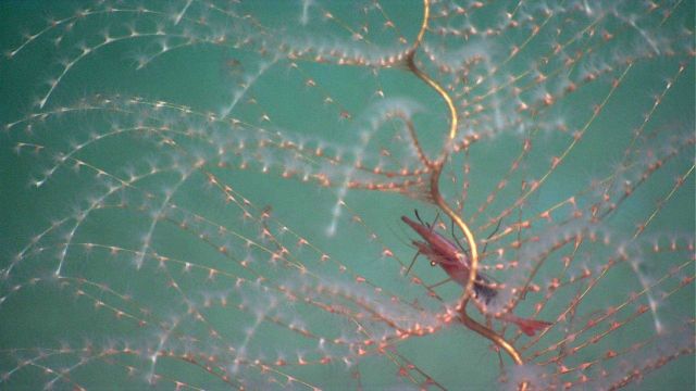 A red shrimp in a spiraling Iridogorgia coral bush. Picture