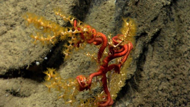 A small Paramuricea coral with associated brittle star. Picture