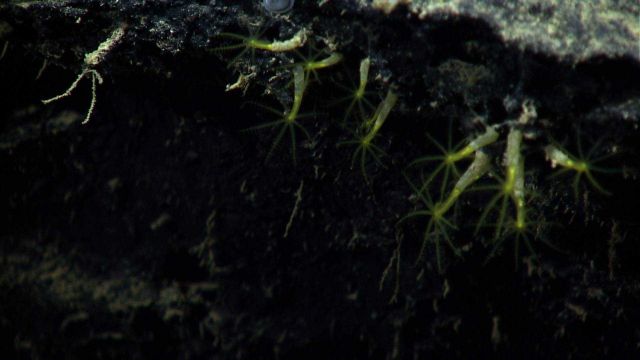 Small green octocorals. Picture