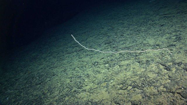 A bamboo whip coral. Picture
