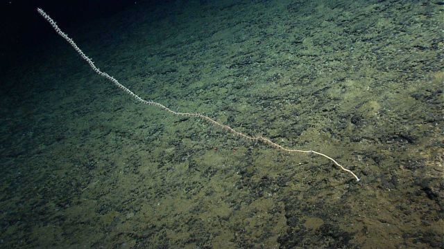 A bamboo whip coral. Picture