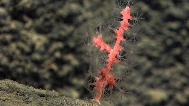 Extended polyps of a baby Paragorgia sp Picture