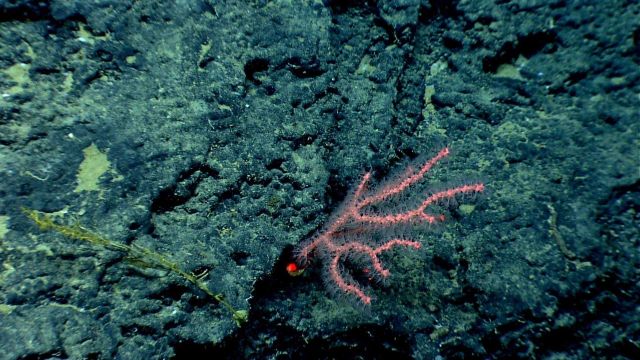 A small pink Paragorgia sp Picture