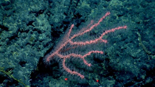A small pink Paragorgia sp Picture