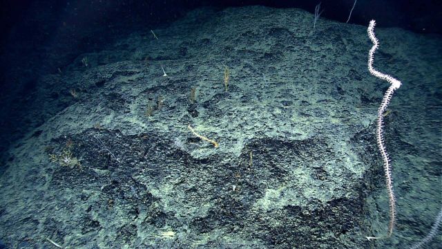 A pinkish white bamboo whip coral whip. Picture