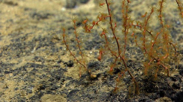 A small yellow Paramuricea coral bush with polyps extended. Picture