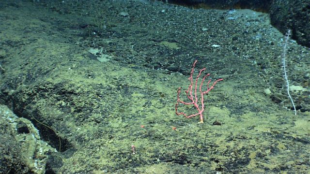 A small Paragorgia coral and a small bamboo whip coral. Picture