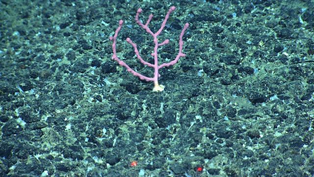 A small Paragorgia coral Picture
