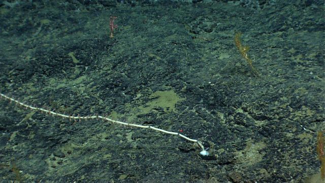 Base of a large white bamboo whip coral, a small pink Paragorgia coral, and a yellow Paramuricea coral. Picture