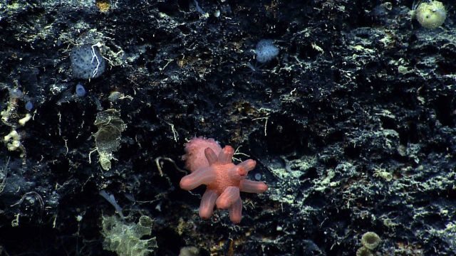 An Anthomastus coral with polyps retracted Picture