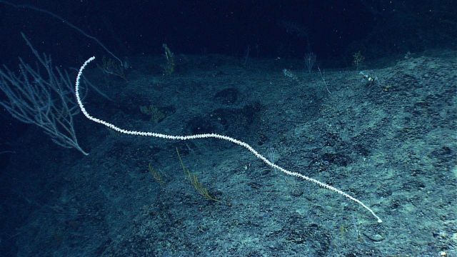 A large white bamboo whip coral. Picture