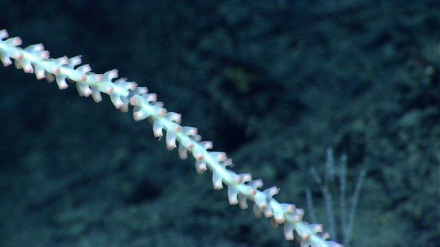 Closeup of retracted polyps of bamboo whip coral. Picture