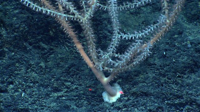 Base of a bamboo coral bush with polyps extended. Picture