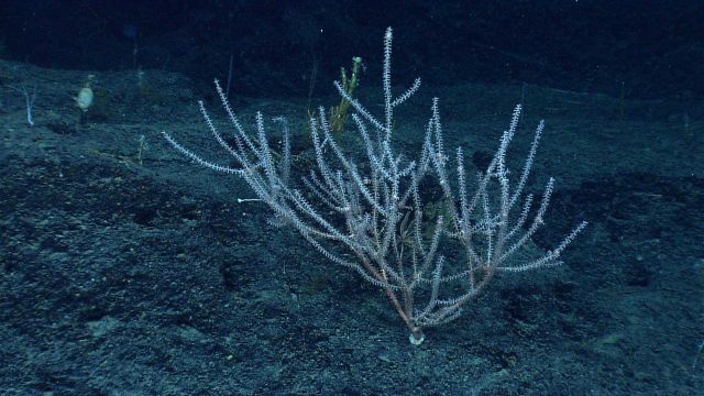 A bamboo coral bush. Picture