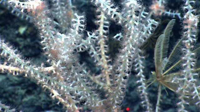 A bamboo coral bush with polyps extended and a yellow crinoid feather star on the right. Picture