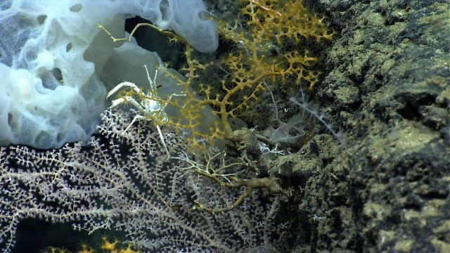 Two, possibly three octocoral species, a white squat lobster, and a large white sponge. Picture