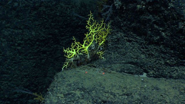 An Enallopsammia coral. Picture