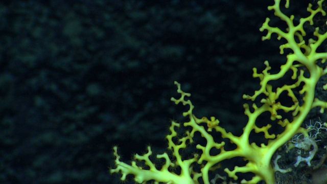 An Enallopsammia coral. Picture