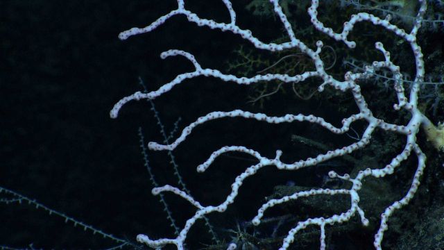 Closeup of the branches of a small white coral Picture