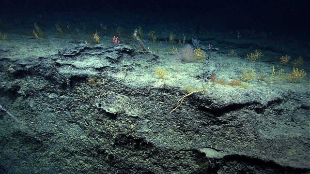 Various corals on a plateau at the top of a cliff. Picture