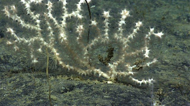 An odd appearing white octocoral with a white feather star crinoid on its bottom left. Picture