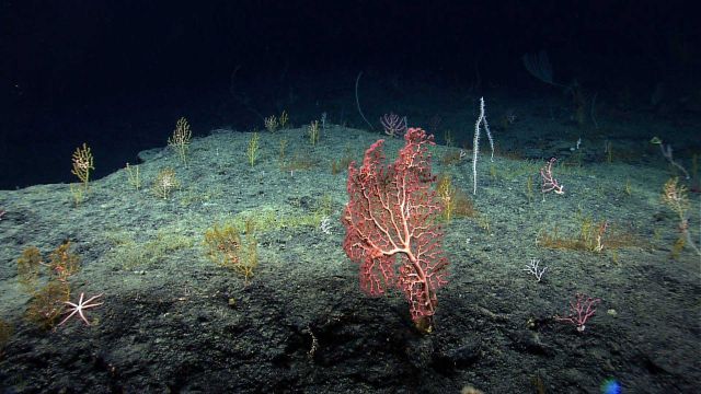 A large Paragorgia bush, numerous yellow Paramuricea bushes, and a white bamboo octocoral. Picture