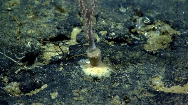 Base of a bamboo octocoral. Picture