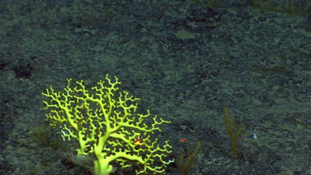 A beautiful yellow Enallopsammia sp Picture