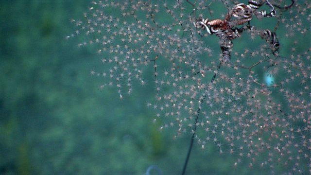 Crown of a Metallogorgia sp Picture