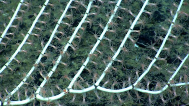 A bamboo coral with well-defined bands that helps identify the coral type. Picture