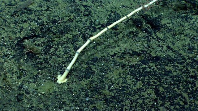 Base of a bamboo coral. Picture