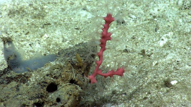 A small Paragorgia coral with polyps extended and a translucent sponge on a small rock extending above the surrounding subtrate. Picture