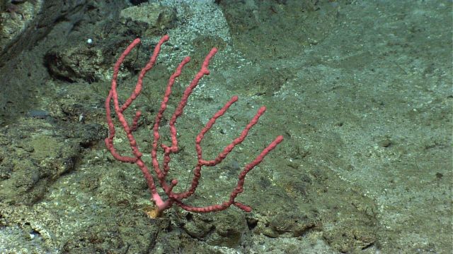 A small Paragorgia sp Picture