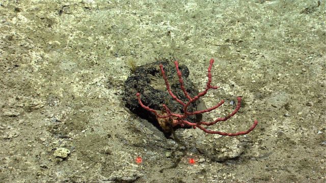 An Anthomastus coral growing from a small raised rock. Picture