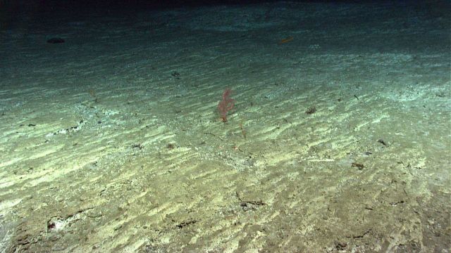 A lone small Paragorgia sp Picture