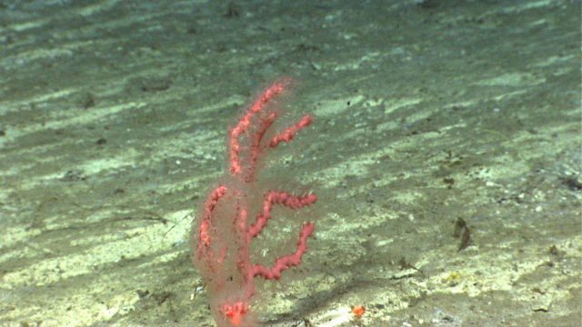A small Paragorgia sp Picture